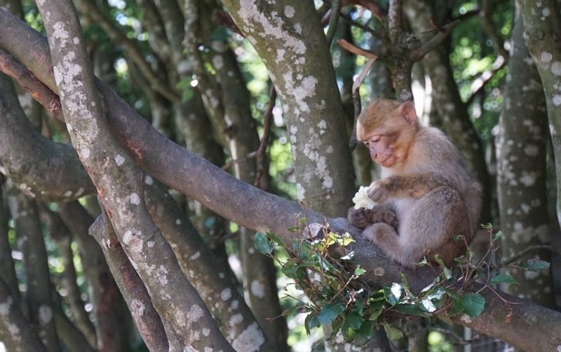 CREAF en la COP15 de la biodiversidad