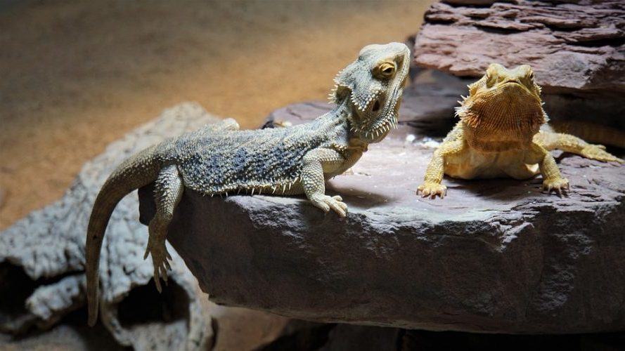 CREAF en la COP15 de la biodiversidad