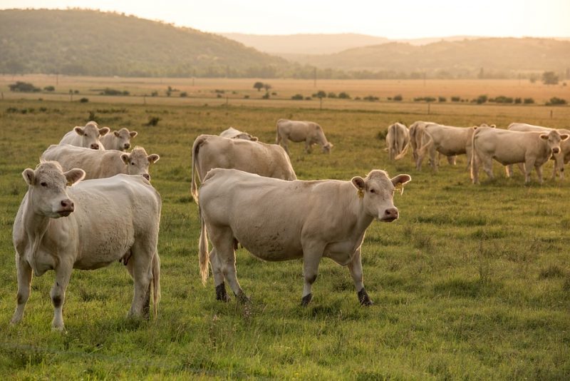 ¿Lograremos la sostenibilidad alimentaria?