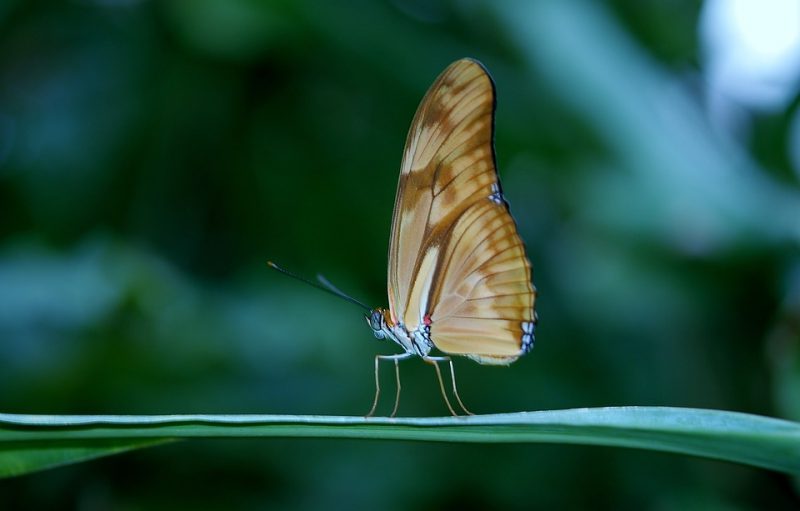 Índice de Planeta Vivo para Cataluña actualizado