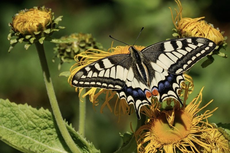 Índice de Planeta Vivo para Cataluña actualizado
