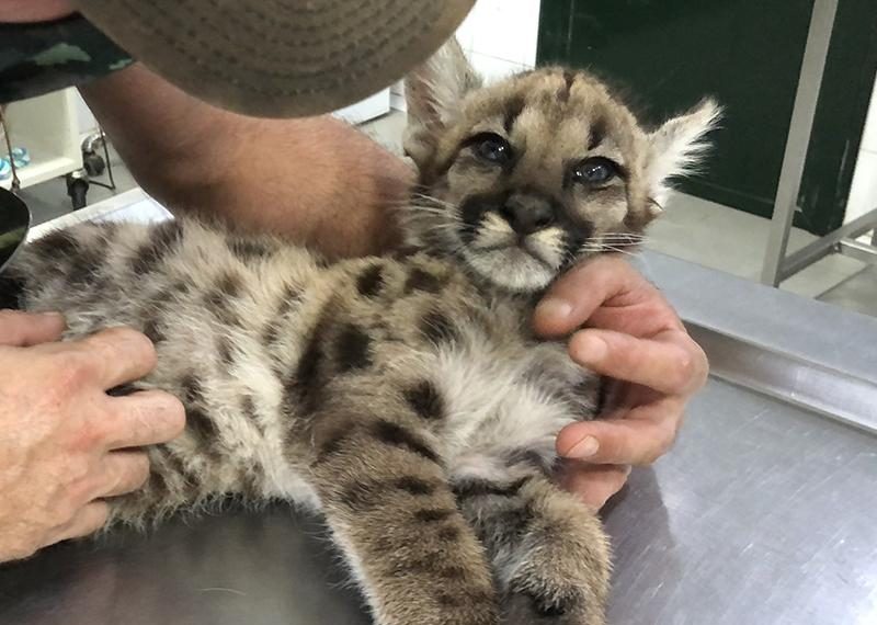 Basta de molestar a los animales salvajes