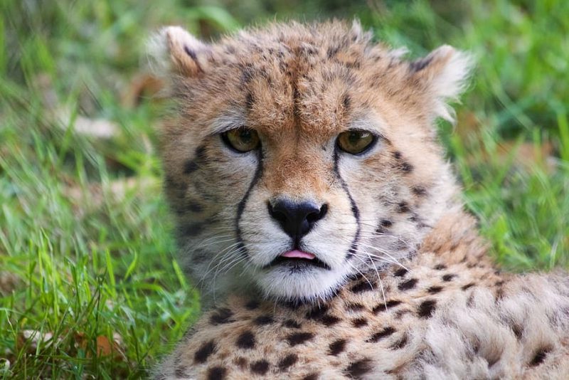 Día Internacional del Guepardo 2022