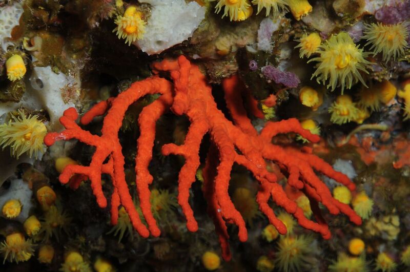 El cambio climático y las larvas de los corales en el Mediterráneo