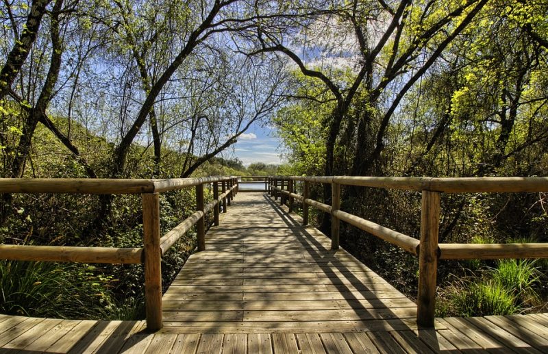 MITECO promueve la recuperación de Doñana