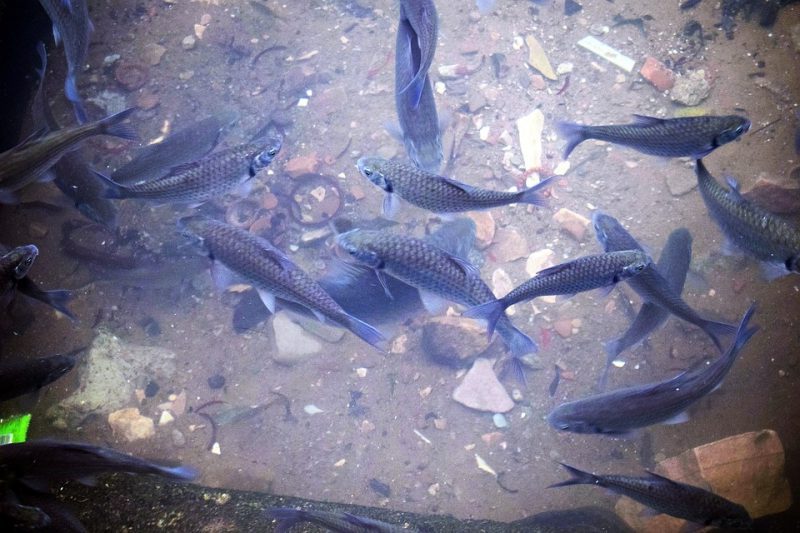 UE protegerá a los peces de cultivo