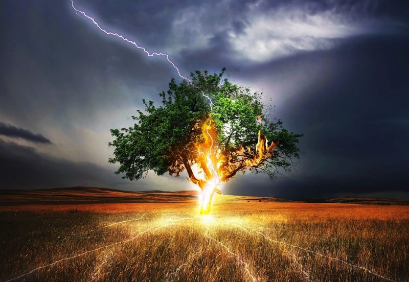 COP15: Biodiversidad en peligro