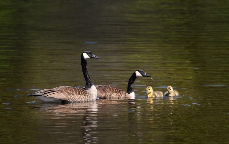 CREAF en la COP15 de la biodiversidad