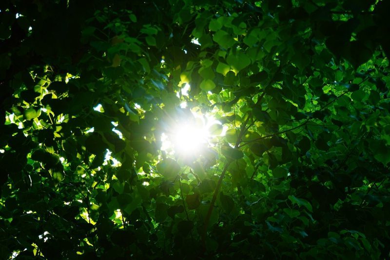 Palabras de medio ambiente en ECOticias.com