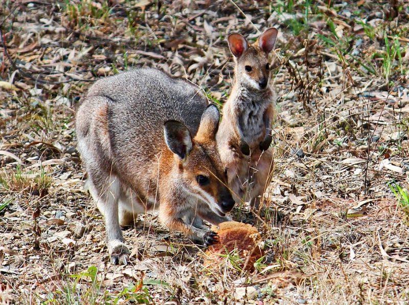 Se deben prohibir los productos de canguro