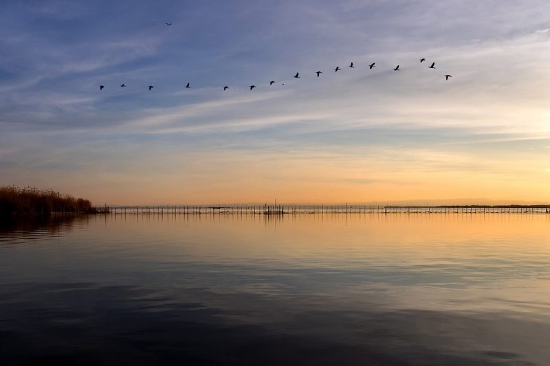 Candidatas a Ave del año 2023