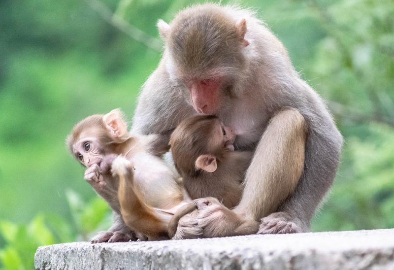 Día Mundial del Mono 2022