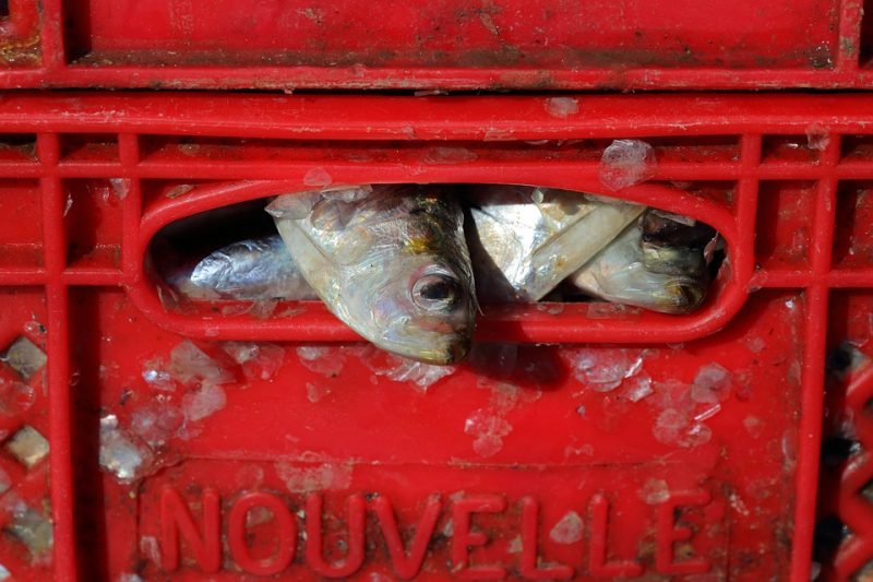 Debate en UE por bienestar animal