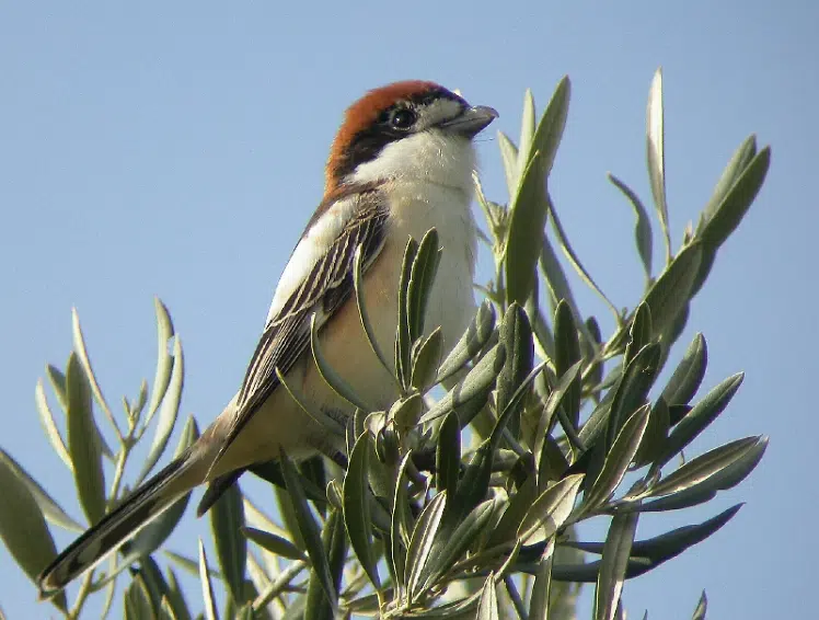 Olivares Vivos sigue creciendo