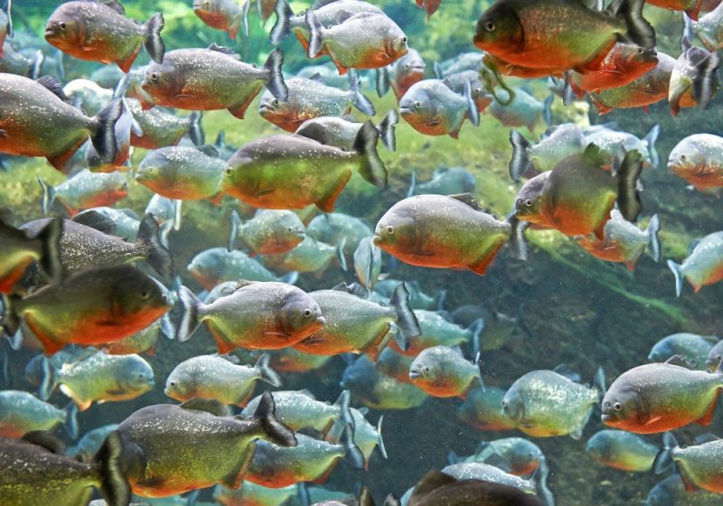 Amazonas: próxima extinción de peces pequeños