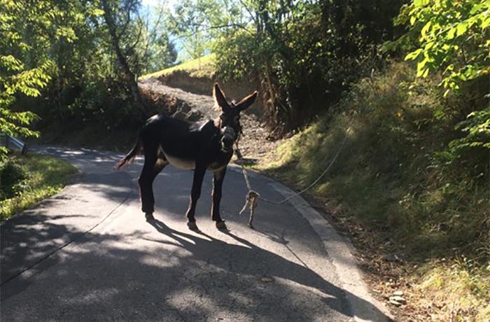 Équidos: abandono, maltrato y desidia
