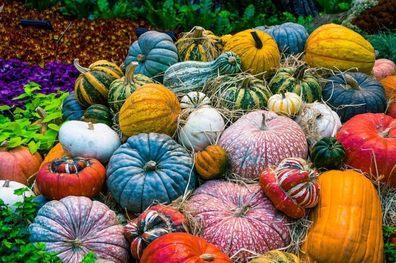 Potenciando los alimentos ecológicos