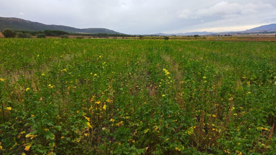 Restauración ecosistémica con semillas nativas