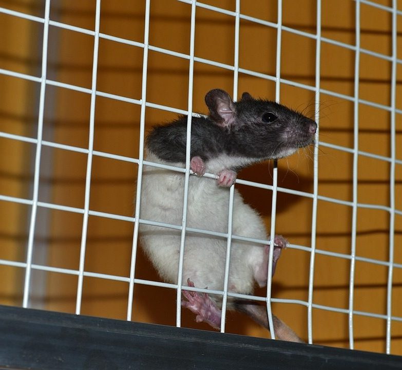 Día Internacional de los Derechos de los Animales 2022