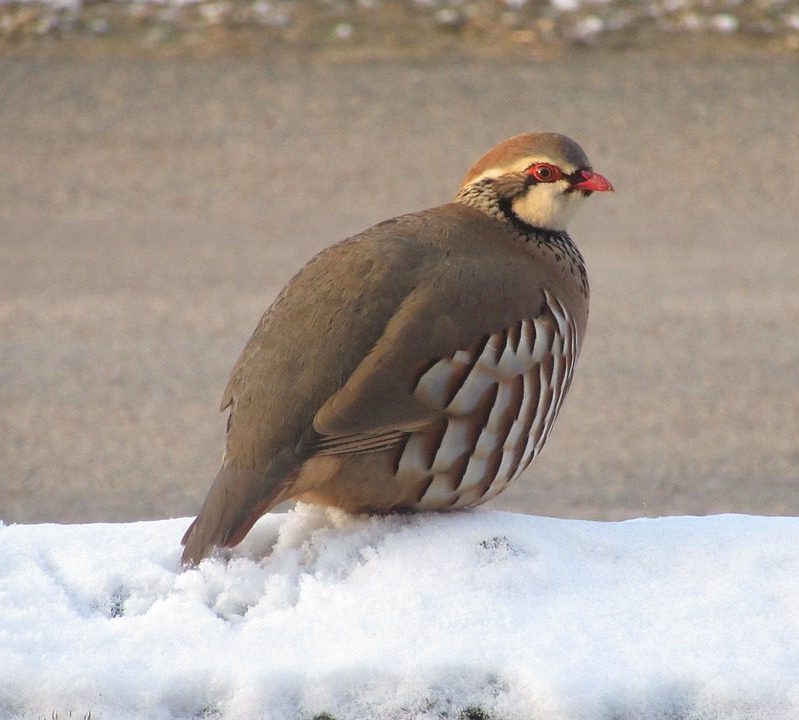 Índice de Planeta Vivo para Cataluña actualizado