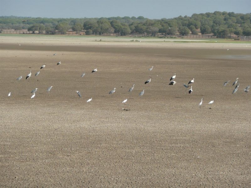 Cada vez menos aves: Doñana se muere
