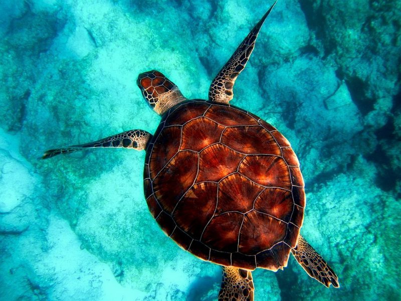 Acuerdo COP15 = Punto de partida