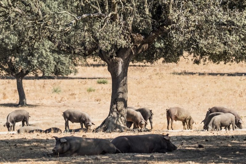 Alegaciones al PIREX en Extremadura