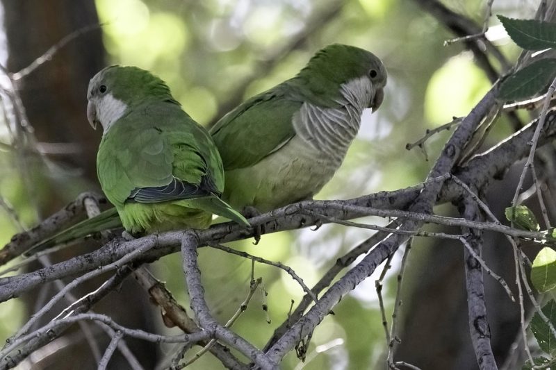 Vida urbanita de las cotorras invasoras