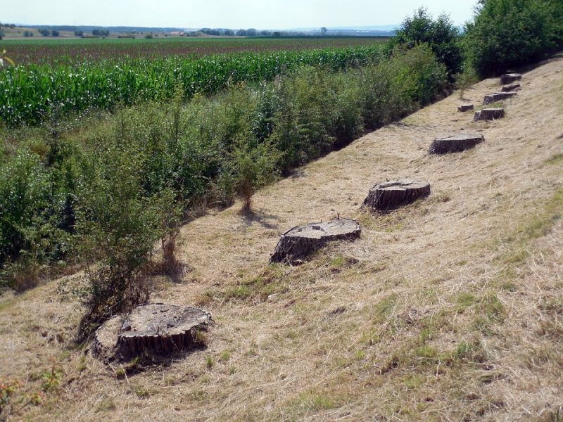 UE: productos libres de deforestación