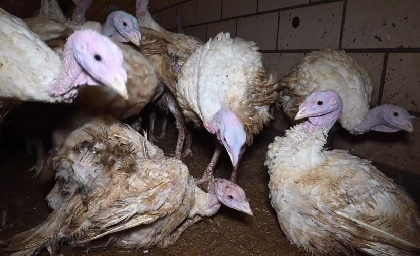 ¿A ver si comes pavo tras ver esto?