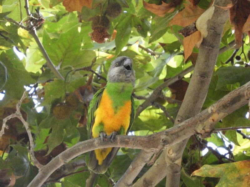 Crece la Lista de Aves exóticas en España