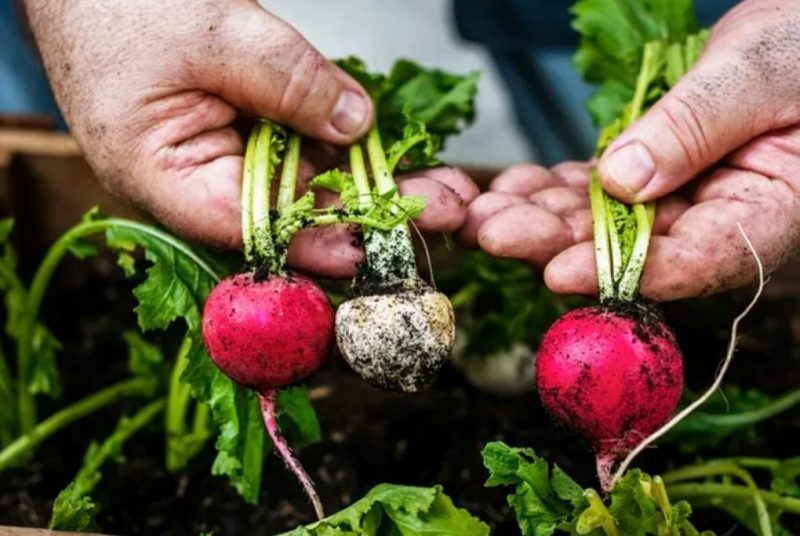 MENUdaTIERRA: concurso de recetas sostenibles