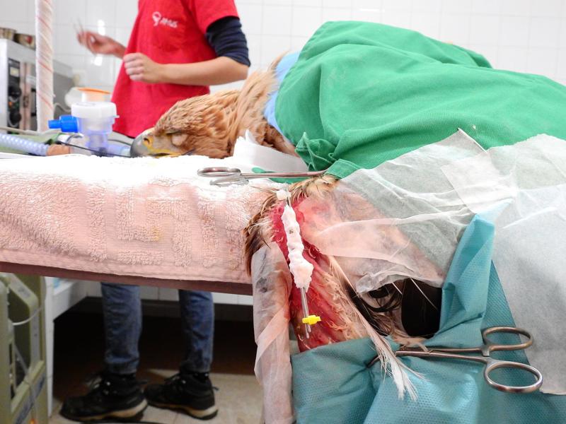 OREL: ¿Un destino escrito?