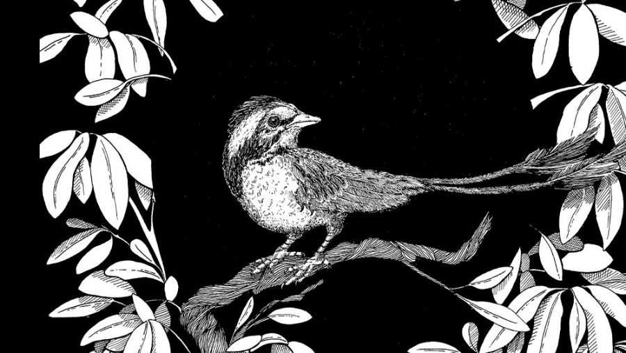 El ave que convivió con los dinosaurios ecoticias.com