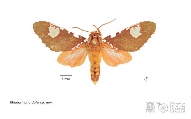 Nueva polilla peruana