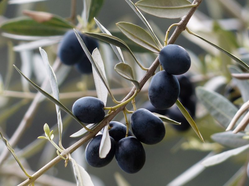 Las ventajas de consumir aceite de orujo de oliva