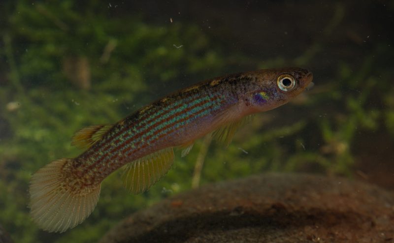 Bolivia: Descubren nuevas especies de peces