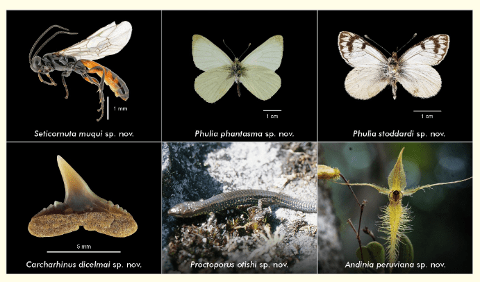 Biodiversidad peruana sigue sumando especies