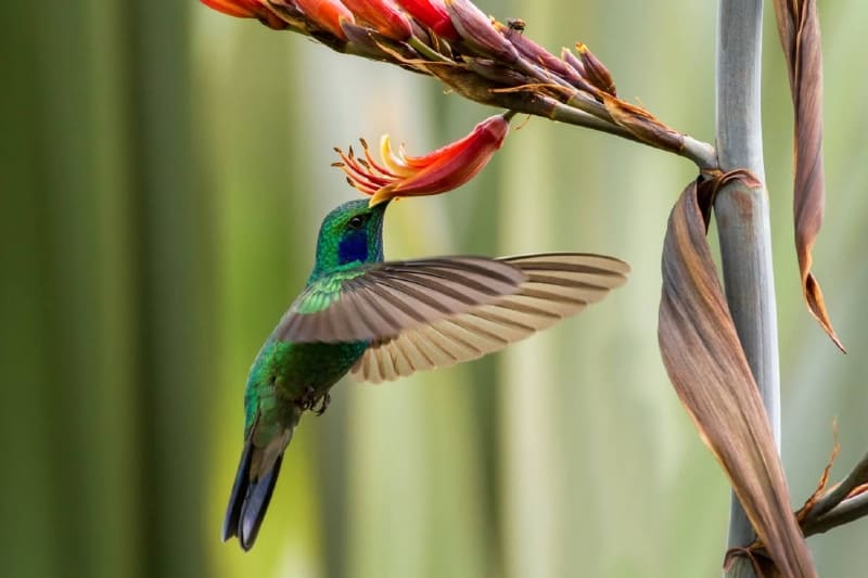 ¿México acabará con sus colibríes?