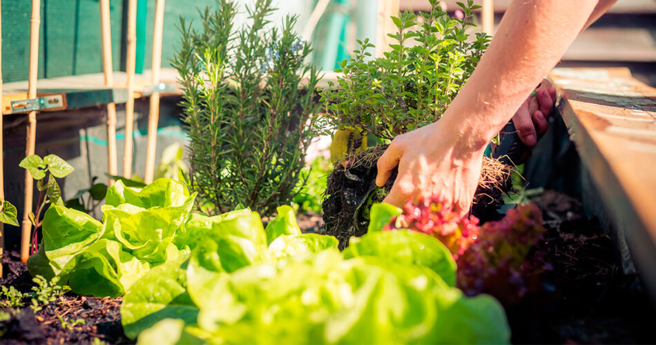 Cultiva un huerto y mejora tu salud mental ecoticias.com
