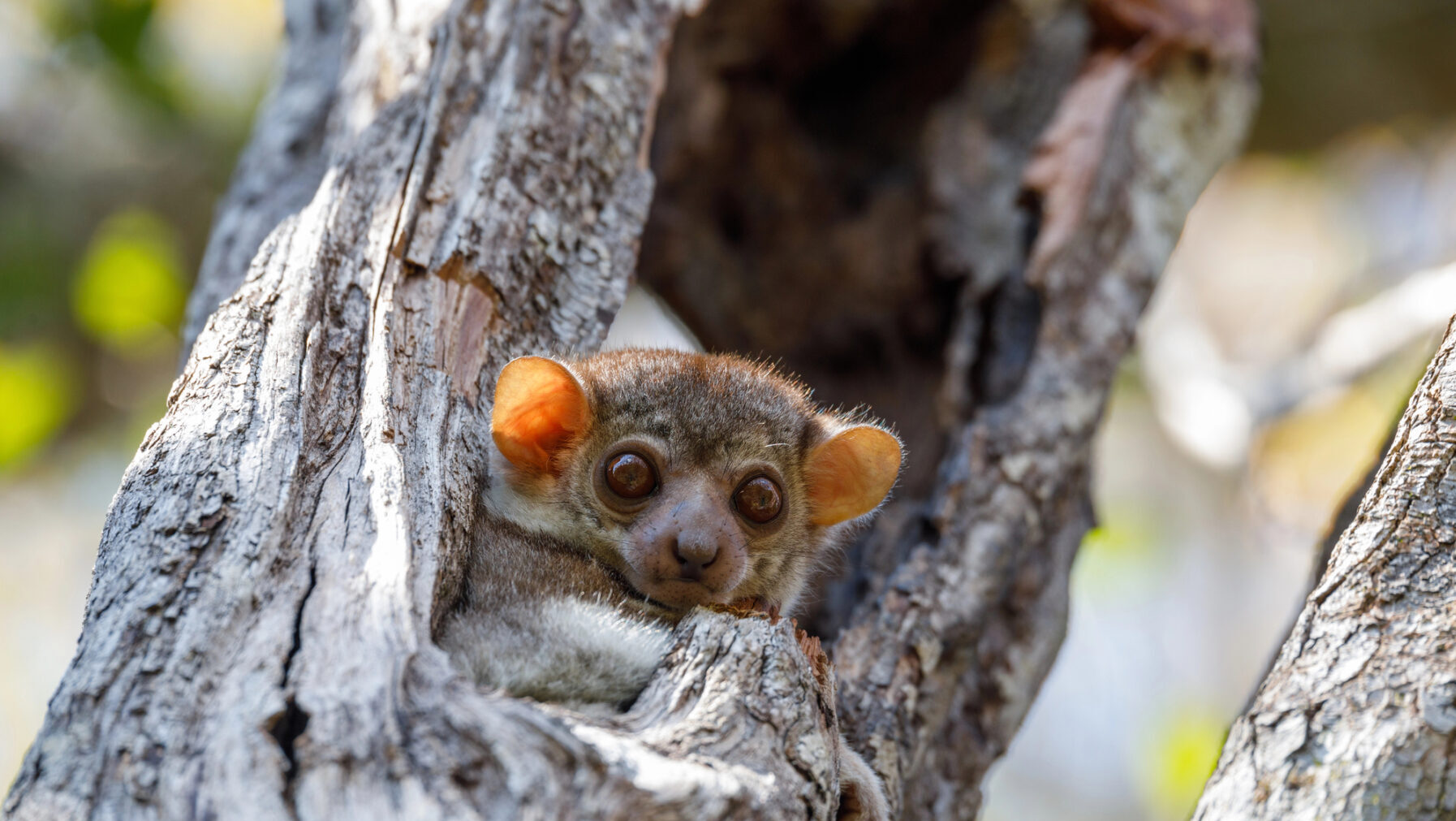 Madagascar evolución