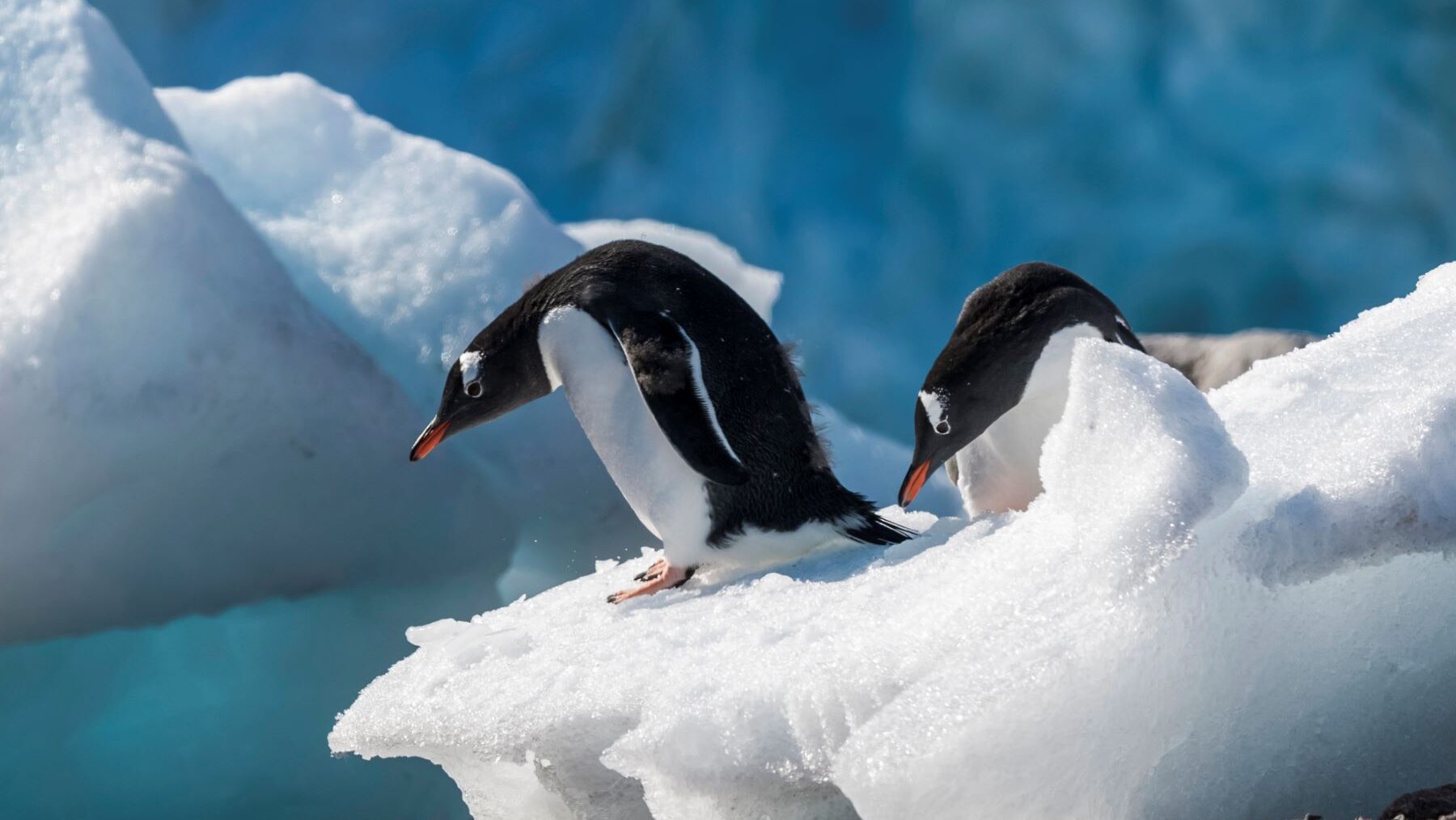 animales que viven en la Antártida