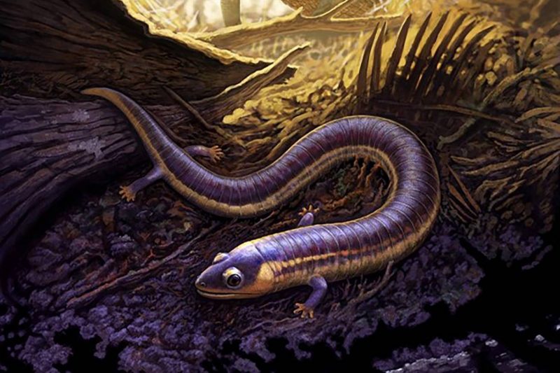 Fósil de una 'cecilia' ecoticias.com