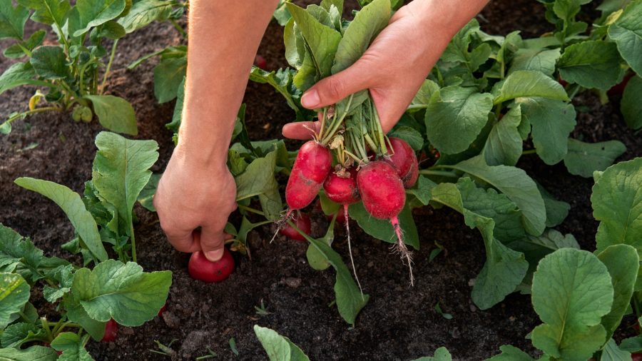 Francia, España e Italia líderes BIO