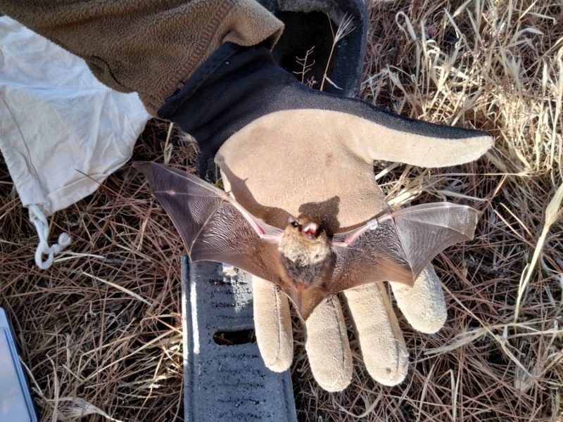 FORESTS 4 BATS protegiendo murciélagos