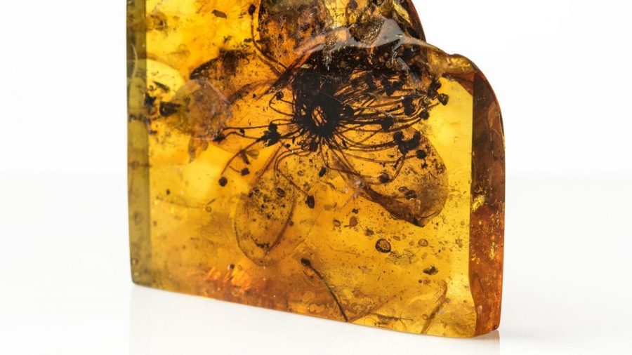 La mayor flor conservada en ámbar tiene otro nombre ecoticias.com