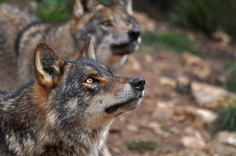 Lobos gallegos con problemas cardiopulmonares ecoticias.com