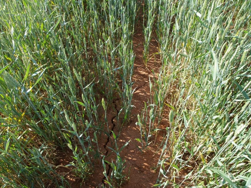 Fertilizantes biológicos salvarían los suelos