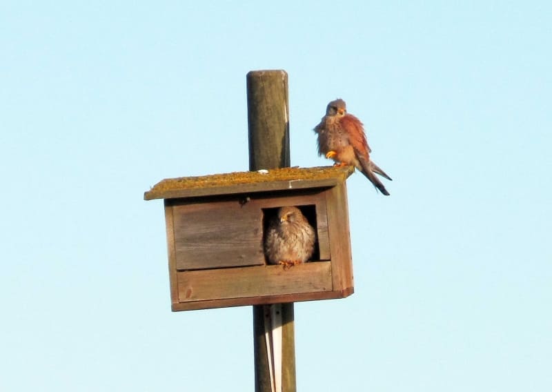 Exitoso control biológico del topillo