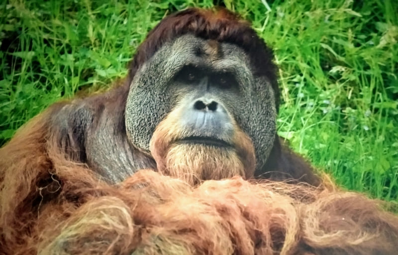 Alerta en el Zoo de Santillana